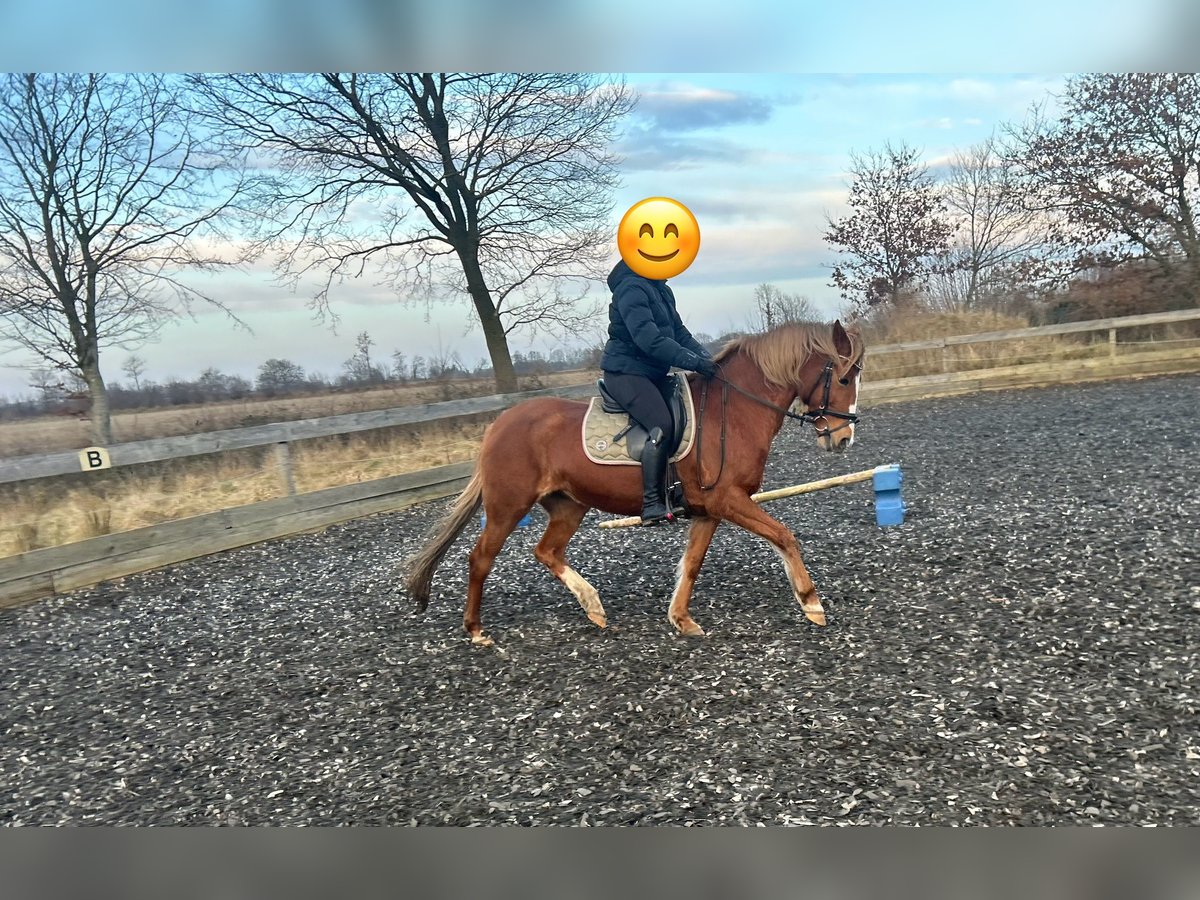 Deutsches Reitpony Stute 18 Jahre 147 cm Fuchs in Sieverstedt