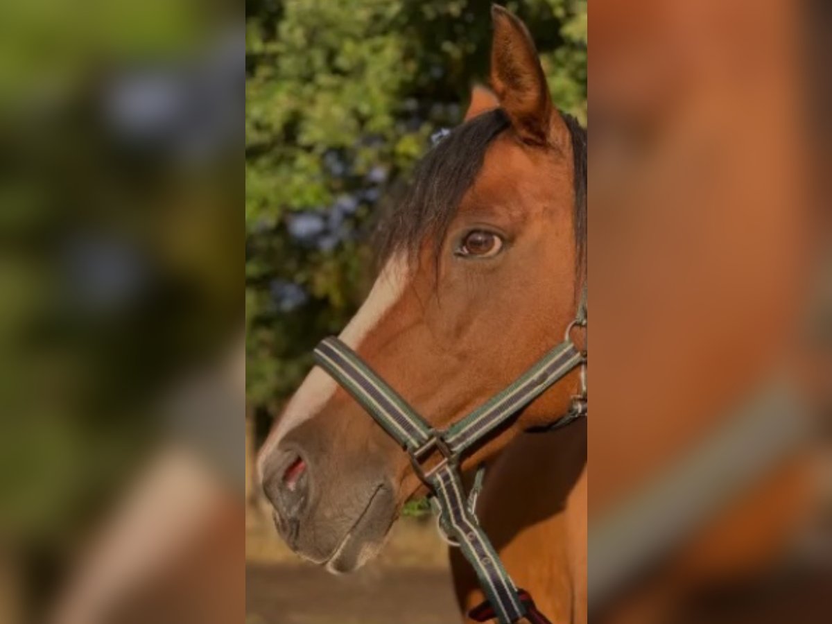 Deutsches Reitpony Stute 18 Jahre 148 cm Brauner in Norderstedt