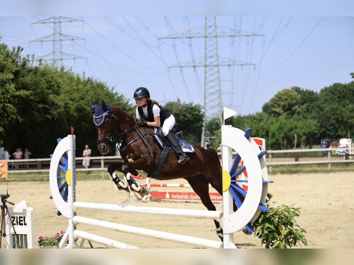 Deutsches Reitpony Stute 18 Jahre 149 cm Dunkelfuchs in Rhede
