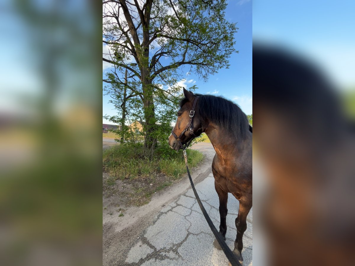 Deutsches Reitpony Mix Stute 18 Jahre 152 cm Dunkelbrauner in Br&#xFC;ck
