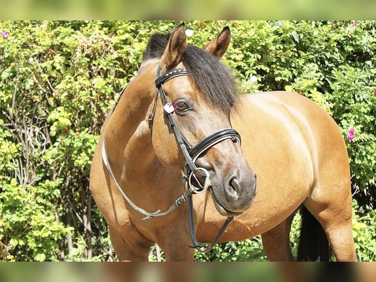 Deutsches Reitpony Stute 18 Jahre in Rommerskirchen