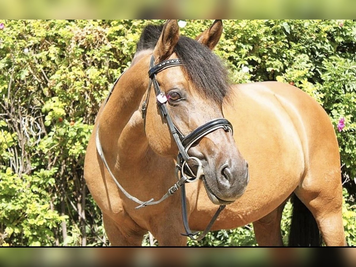 Deutsches Reitpony Stute 19 Jahre 144 cm in Dormagen Deutsches Reitpony Stute 19 Jahre 144 cm in Dormagen