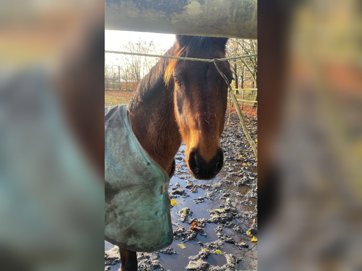 Deutsches Reitpony Mix Stute 19 Jahre 145 cm Brauner in Langstedt