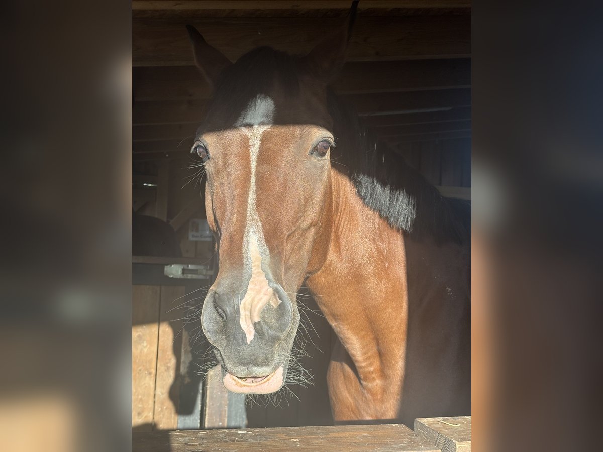 Deutsches Reitpony Stute 19 Jahre 145 cm Dunkelbrauner in Braunsbach