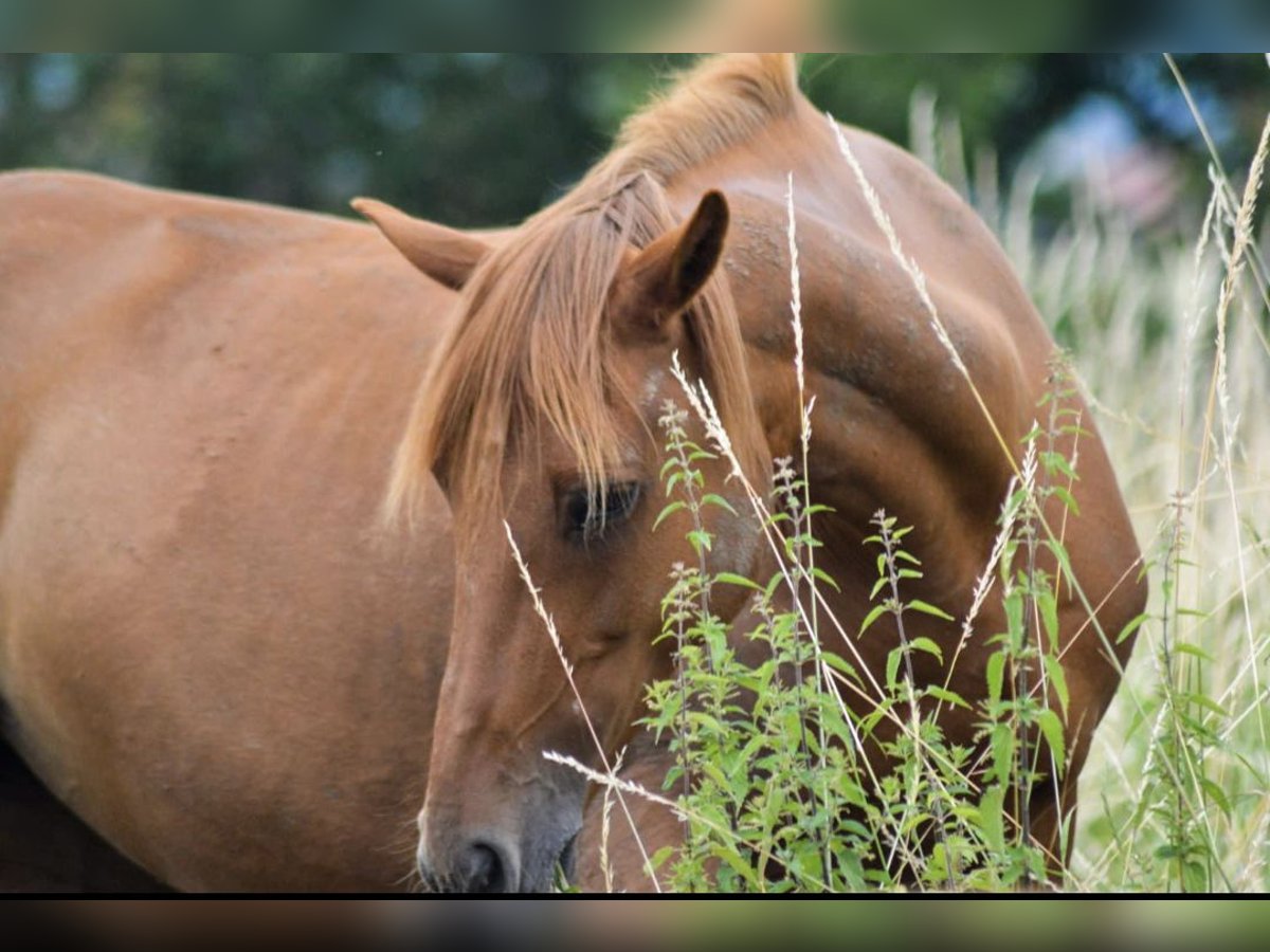 Deutsches Reitpony Mix Stute 19 Jahre 149 cm Fuchs in Nürtingen