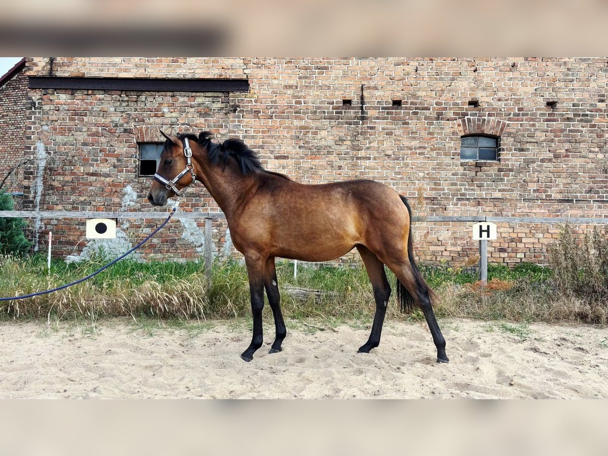 Deutsches Reitpony Stute 1 Jahr 130 cm Brauner in Zerbst