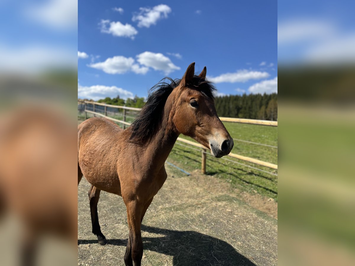Deutsches Reitpony Stute 1 Jahr 130 cm Brauner in NusplingenNusplingen