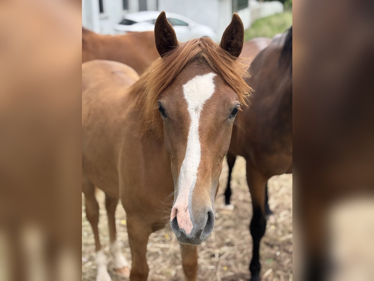 Deutsches Reitpony Mix Stute 1 Jahr 130 cm Dunkelfuchs in WehretaL