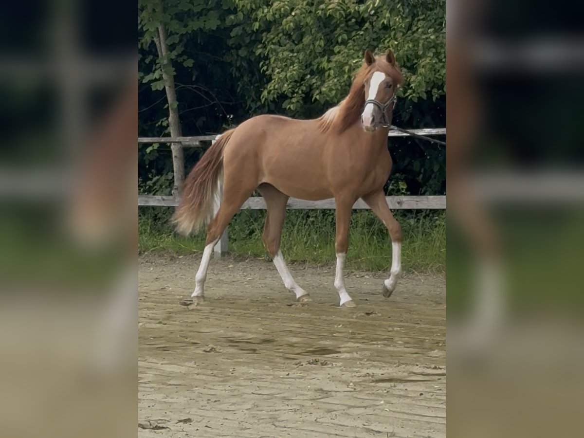 Deutsches Reitpony Stute 1 Jahr 139 cm Fuchs in Wuppertal