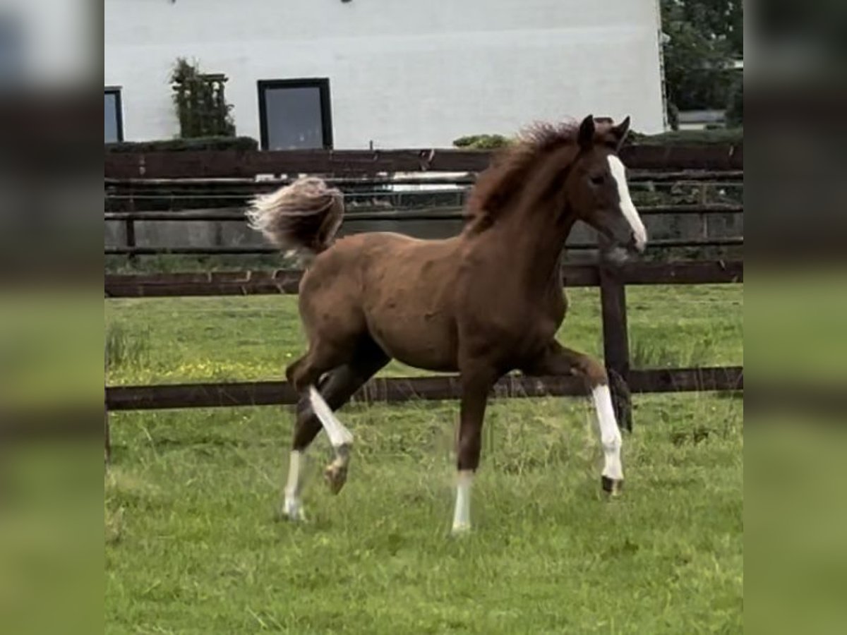 Deutsches Reitpony Stute 1 Jahr 139 cm Fuchs in Wuppertal