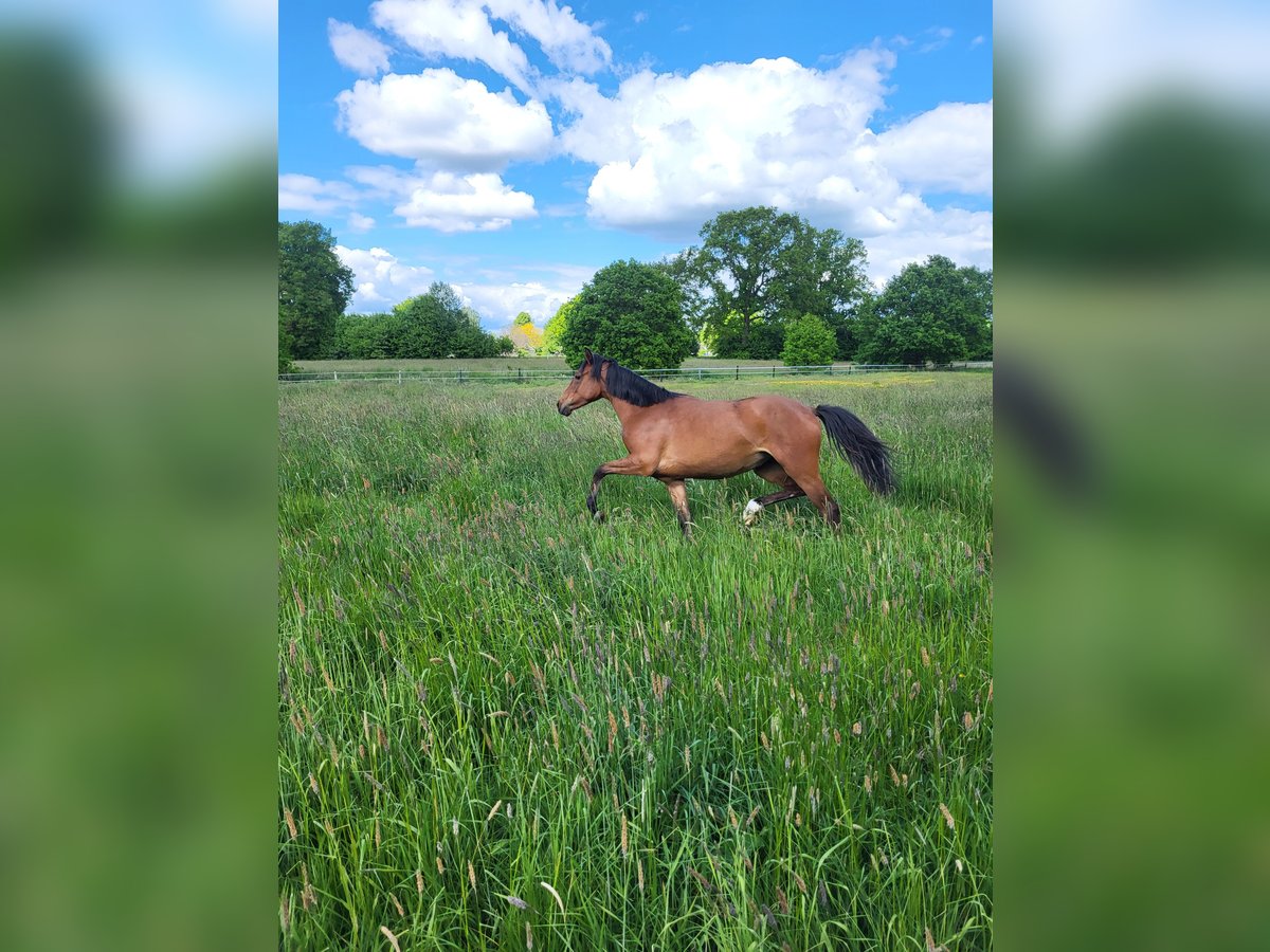 Deutsches Reitpony Stute 1 Jahr 140 cm Brauner in B&#xF6;neb&#xFC;ttel