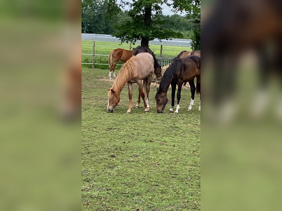 Deutsches Reitpony Stute 1 Jahr 140 cm Roan-Red in Senden