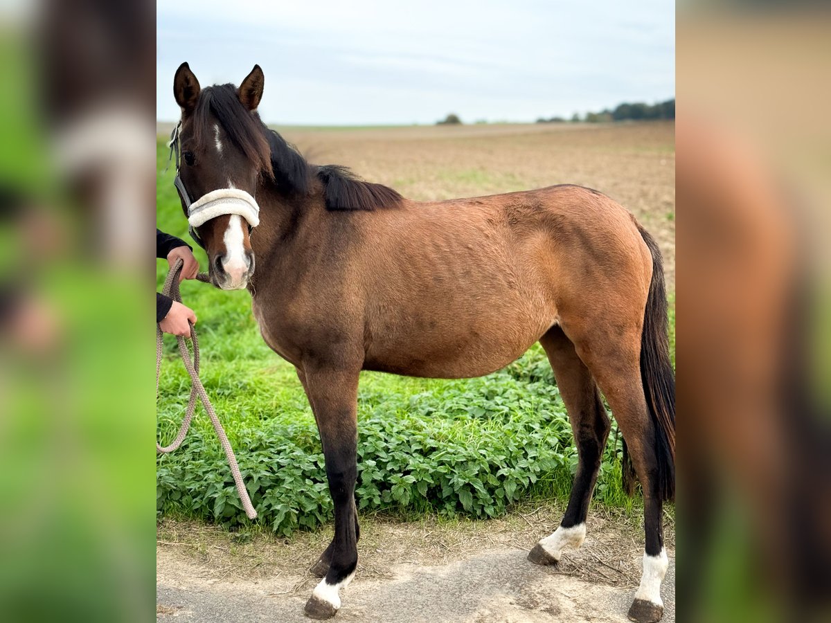 Deutsches Reitpony Mix Stute 1 Jahr 143 cm in schöppenstedt