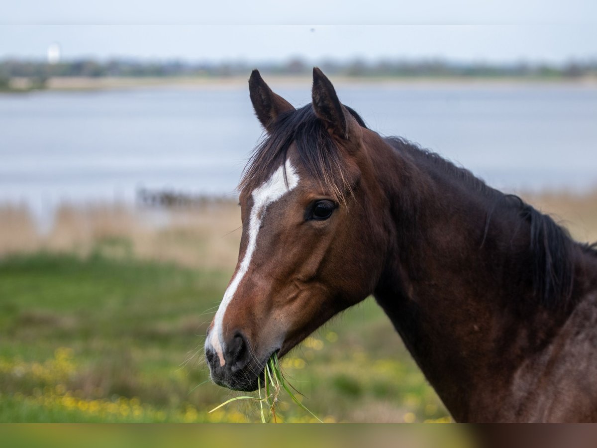 Deutsches Reitpony Stute 1 Jahr 145 cm Brauner in Dörpstedt