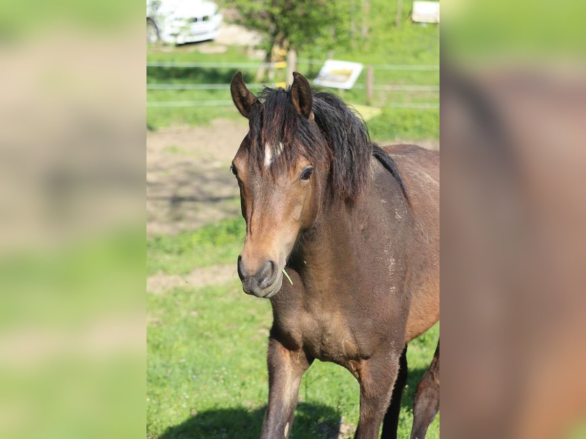 Deutsches Reitpony Stute 1 Jahr 145 cm Brauner in St.Georgen an der Leys