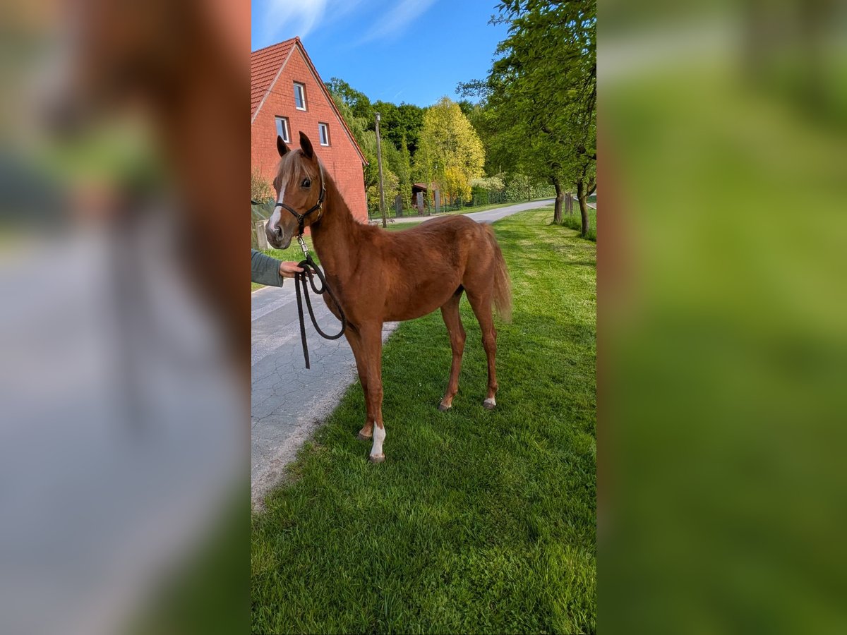 Deutsches Reitpony Stute 1 Jahr 145 cm Fuchs in Halle