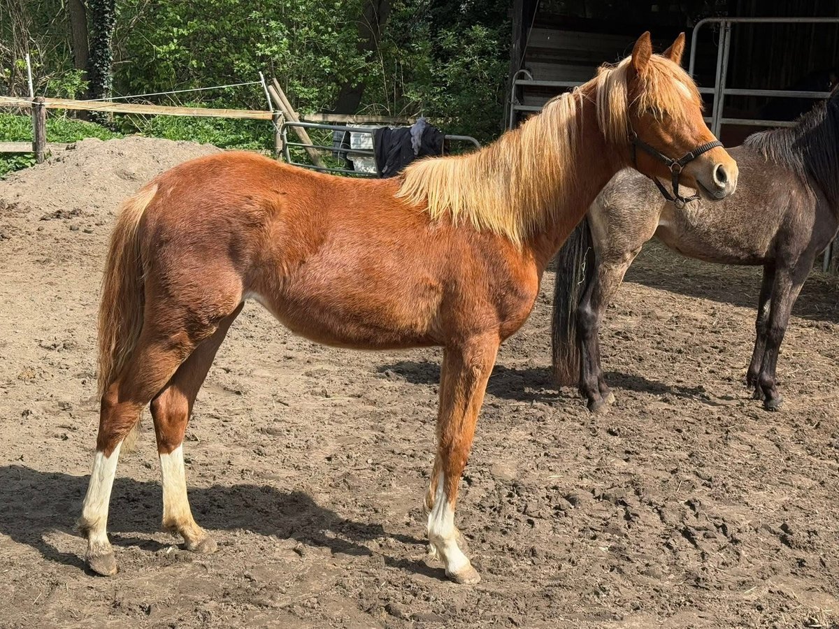 Deutsches Reitpony Stute 1 Jahr 145 cm Fuchs in Worpswede