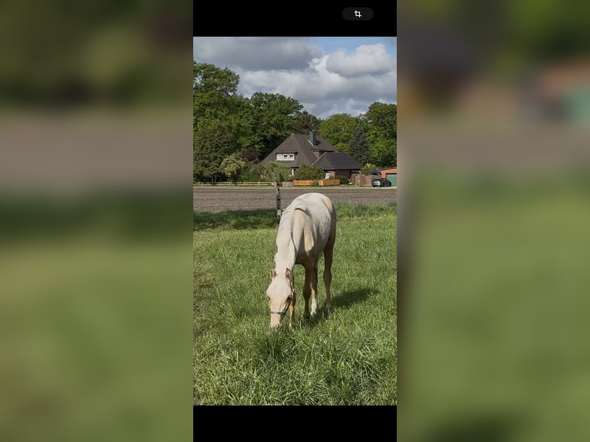 Deutsches Reitpony Stute 1 Jahr 146 cm Palomino in Langwedel