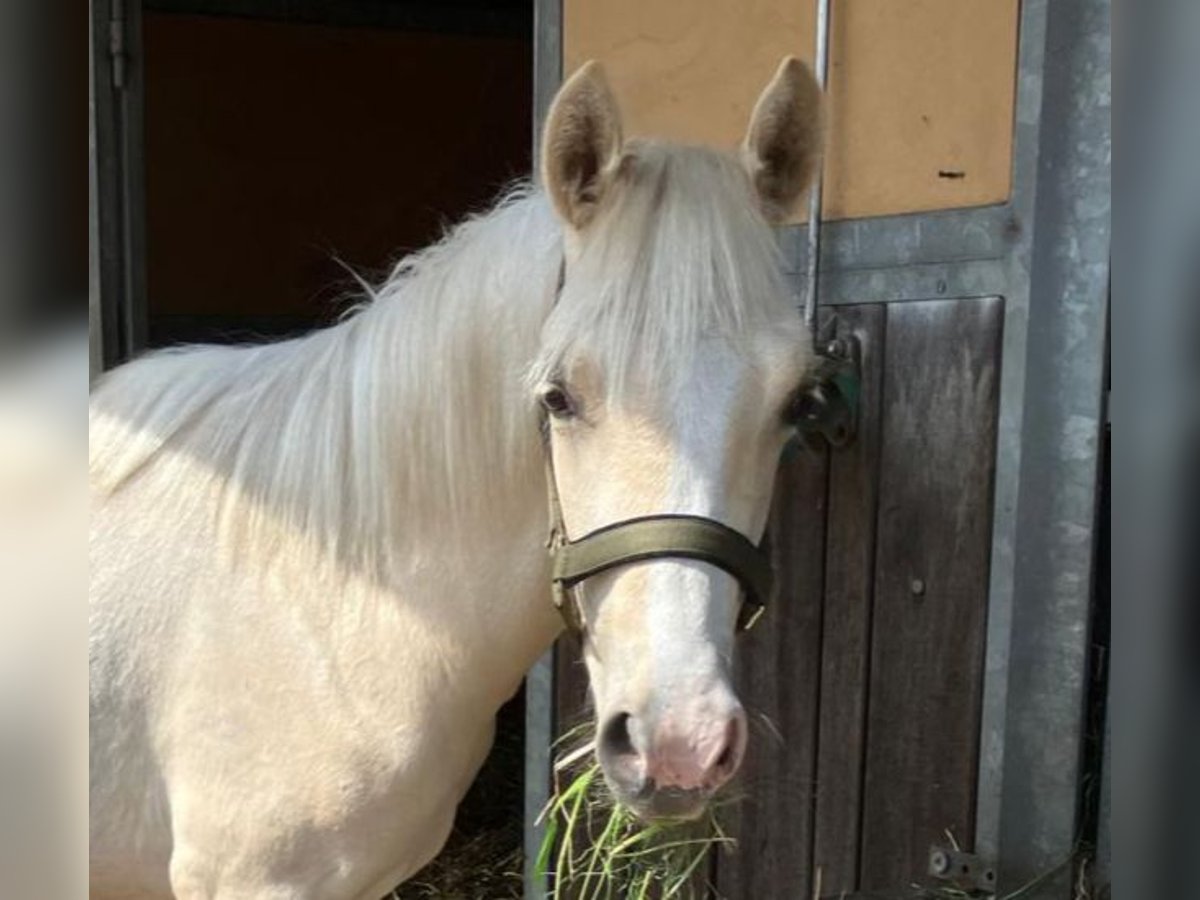 Deutsches Reitpony Stute 1 Jahr 147 cm Palomino in Ahaus