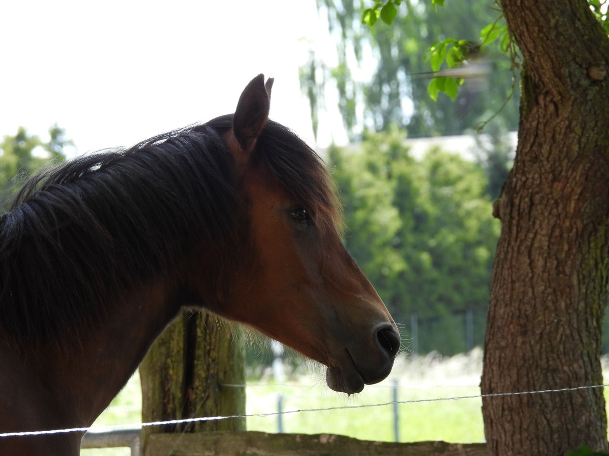 Deutsches Reitpony Stute 1 Jahr 148 cm Brauner in Laage