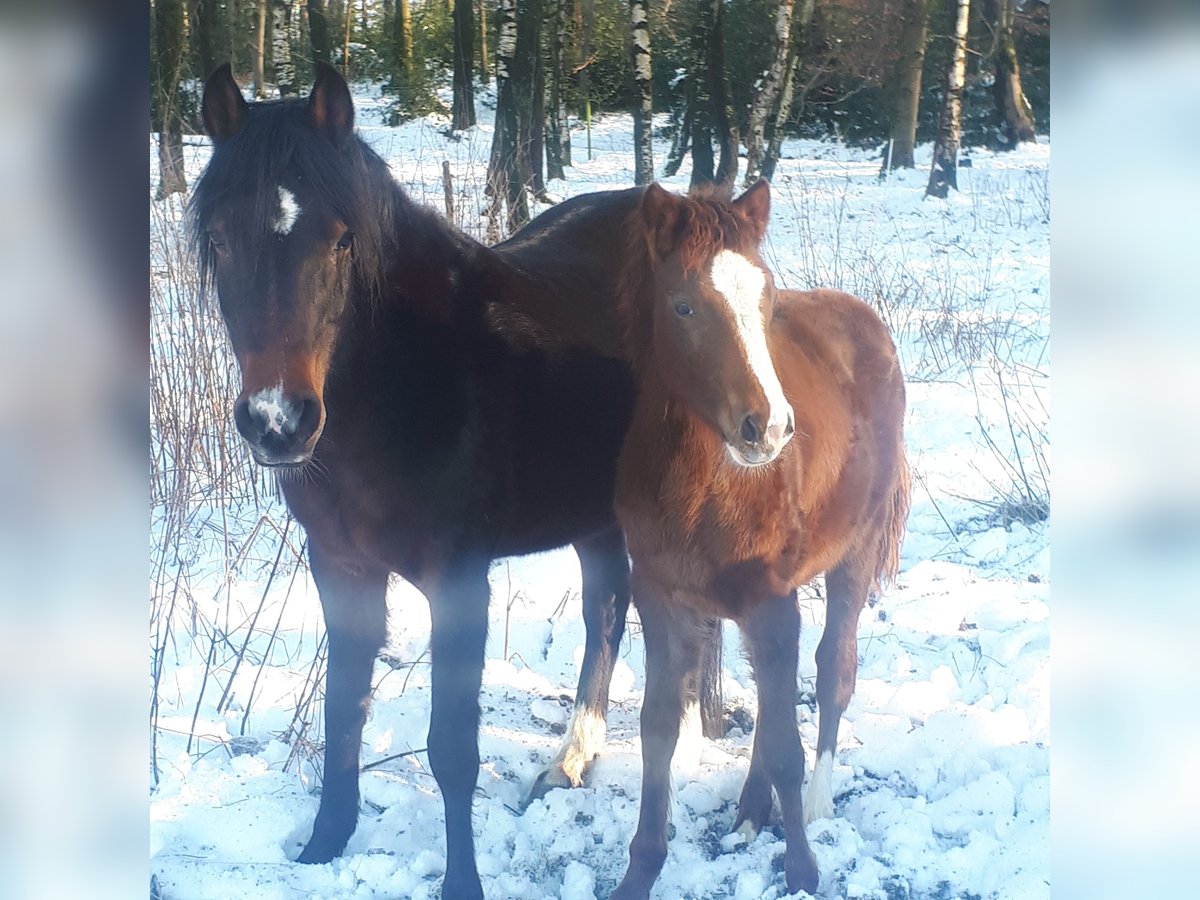 Deutsches Reitpony Stute 1 Jahr 148 cm Dunkelfuchs in Wipperfürth