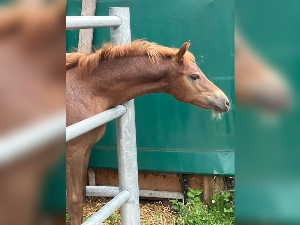 Deutsches Reitpony Stute 1 Jahr 148 cm Fuchs in Heiligenschwendi