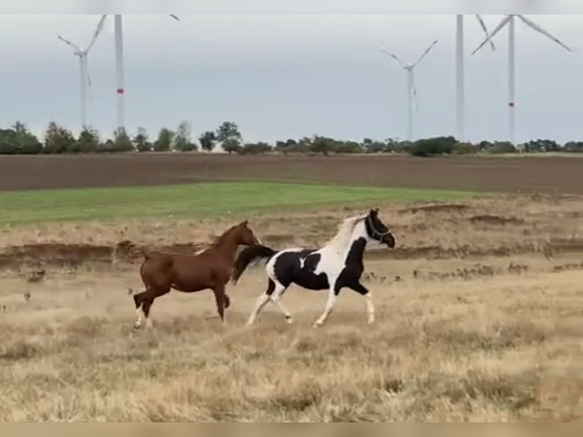 Deutsches Reitpony Mix Stute 1 Jahr 150 cm Schecke in Arneburg