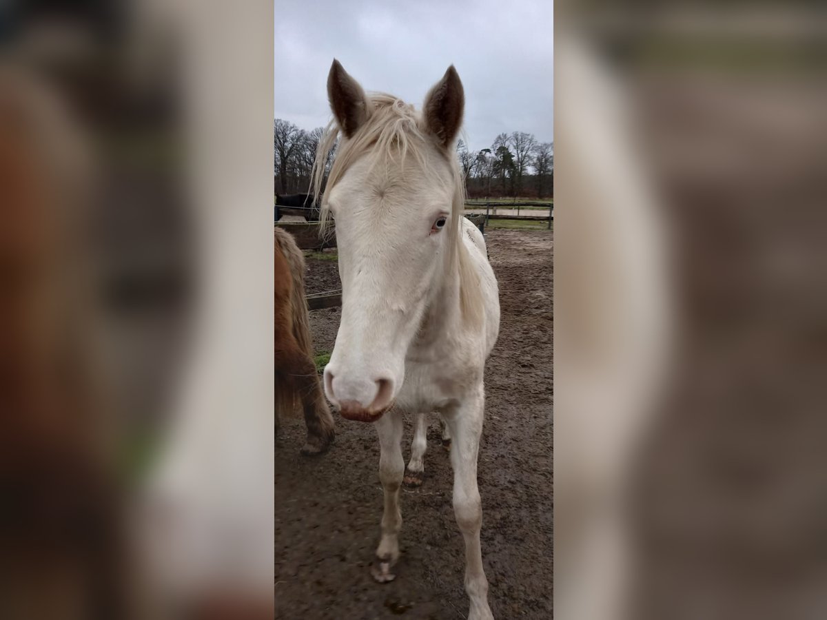 Deutsches Reitpony Stute 1 Jahr 151 cm Perlino in Wittingen