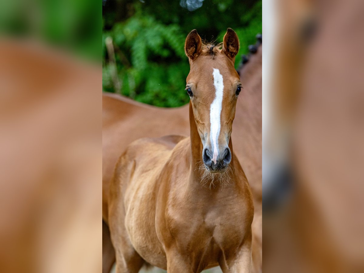 Deutsches Reitpony Stute 1 Jahr Brauner in Saterland