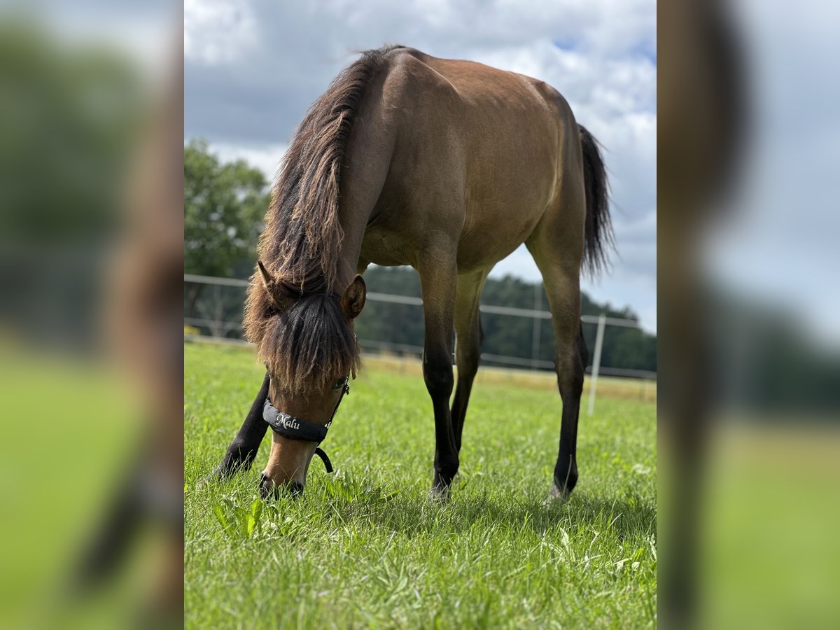 Deutsches Reitpony Stute 1 Jahr Brauner in Hanstedt