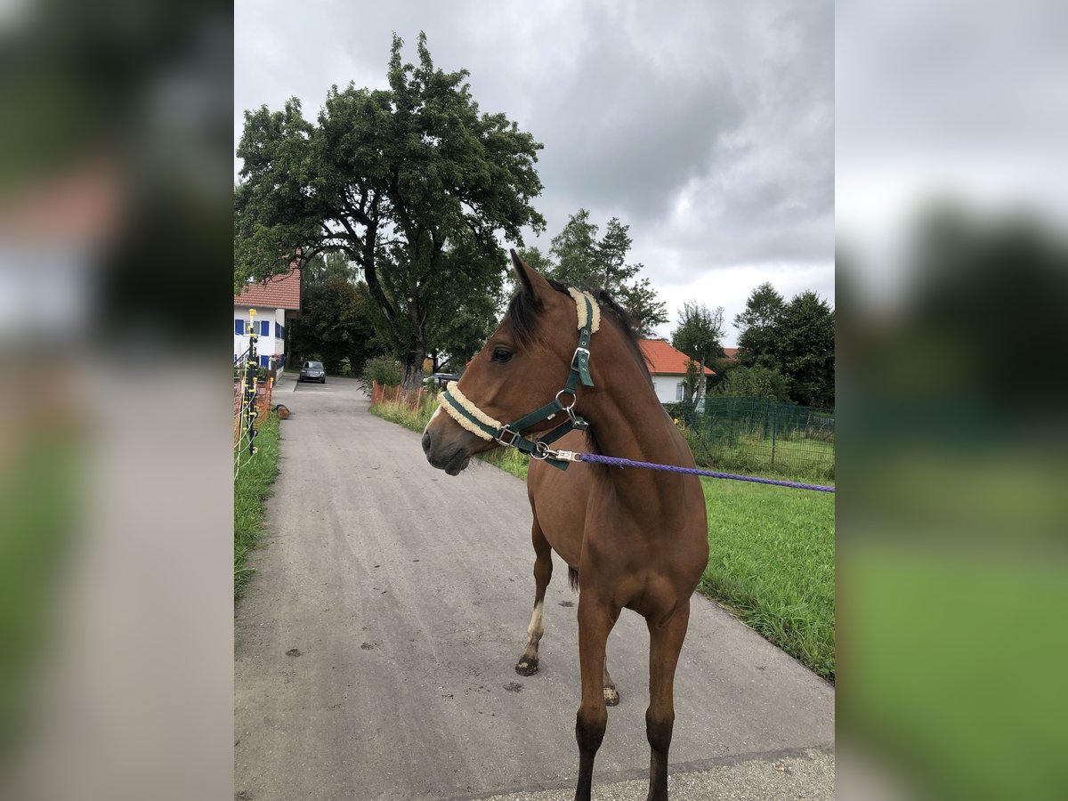 Deutsches Reitpony Stute 1 Jahr Brauner in Dietmannsried