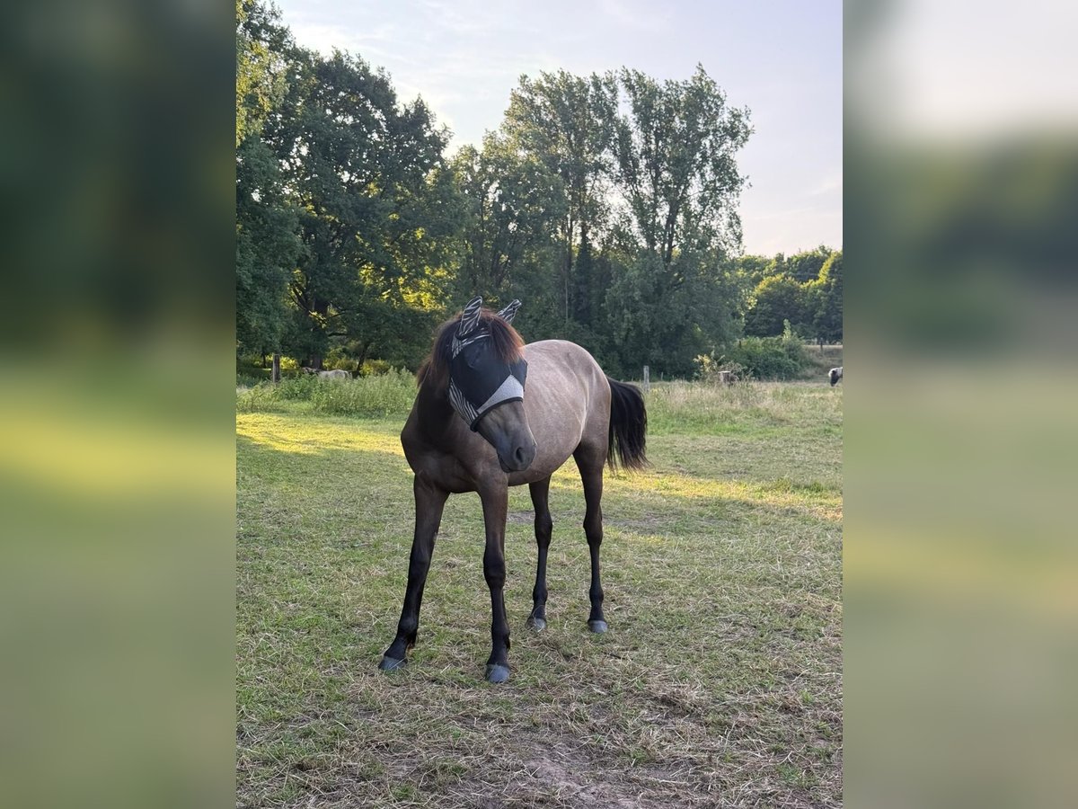 Deutsches Reitpony Mix Stute 1 Jahr Buckskin in Berg (Pfalz)