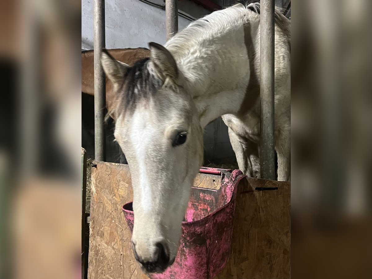 Deutsches Reitpony Stute 1 Jahr Buckskin in Neuengörs