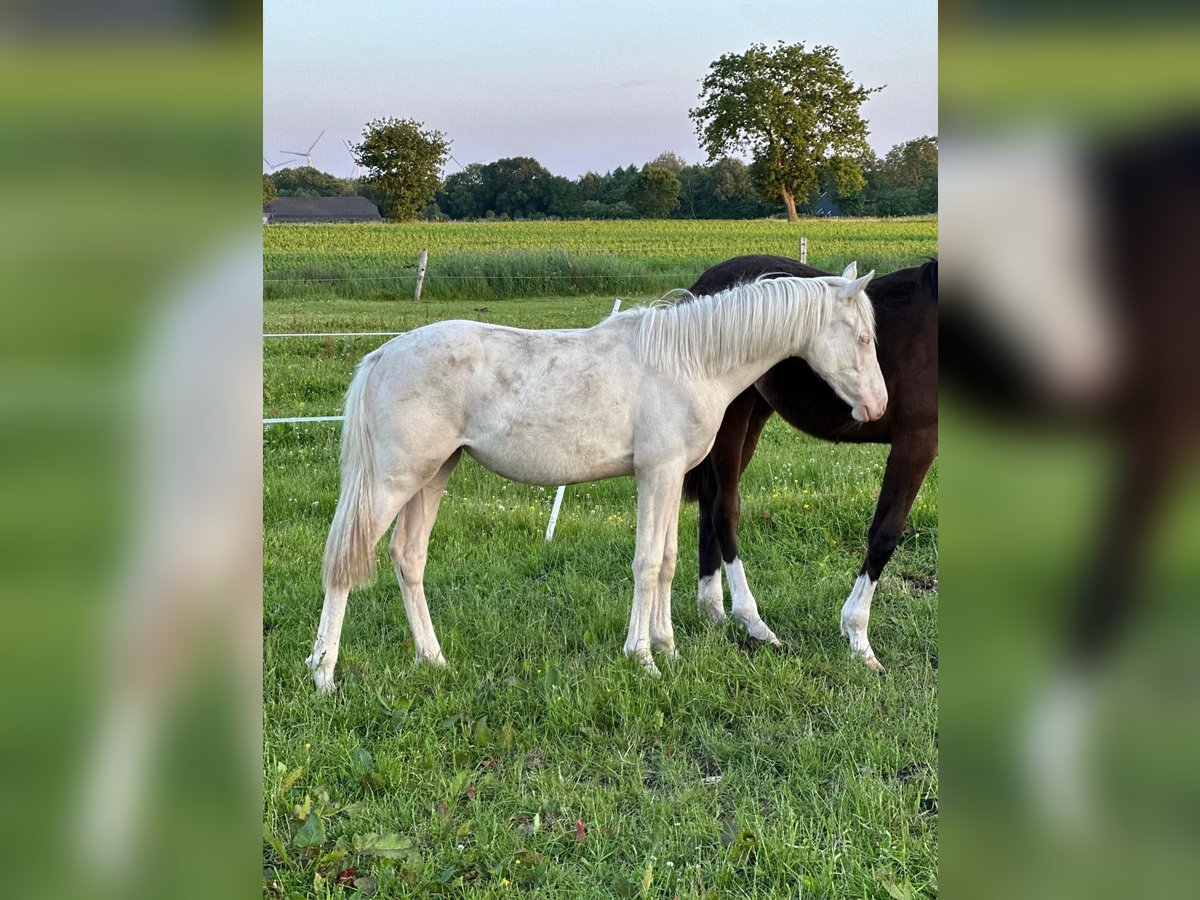 Deutsches Reitpony Stute 1 Jahr Cremello in Blomberg