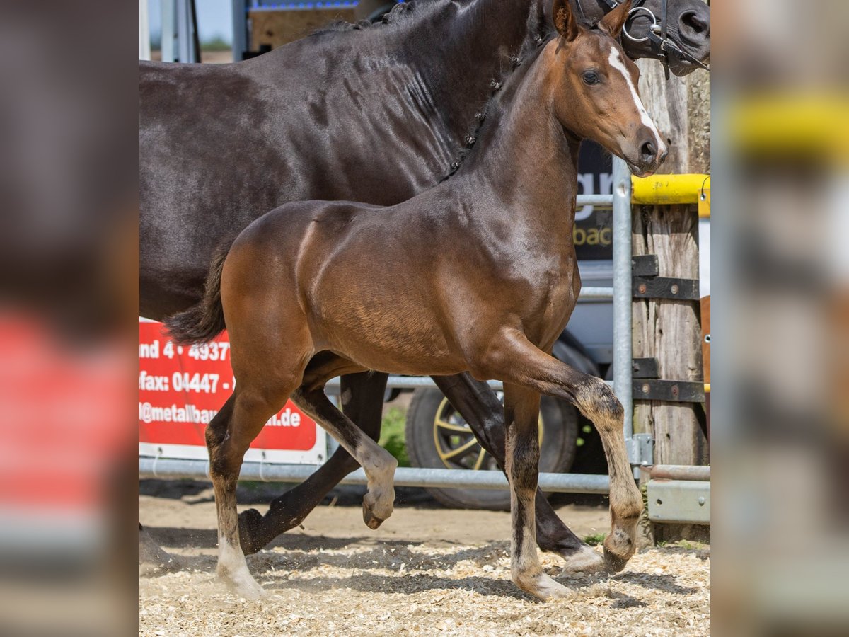 Deutsches Reitpony Stute 1 Jahr Dunkelbrauner in Lohne (Oldenburg)