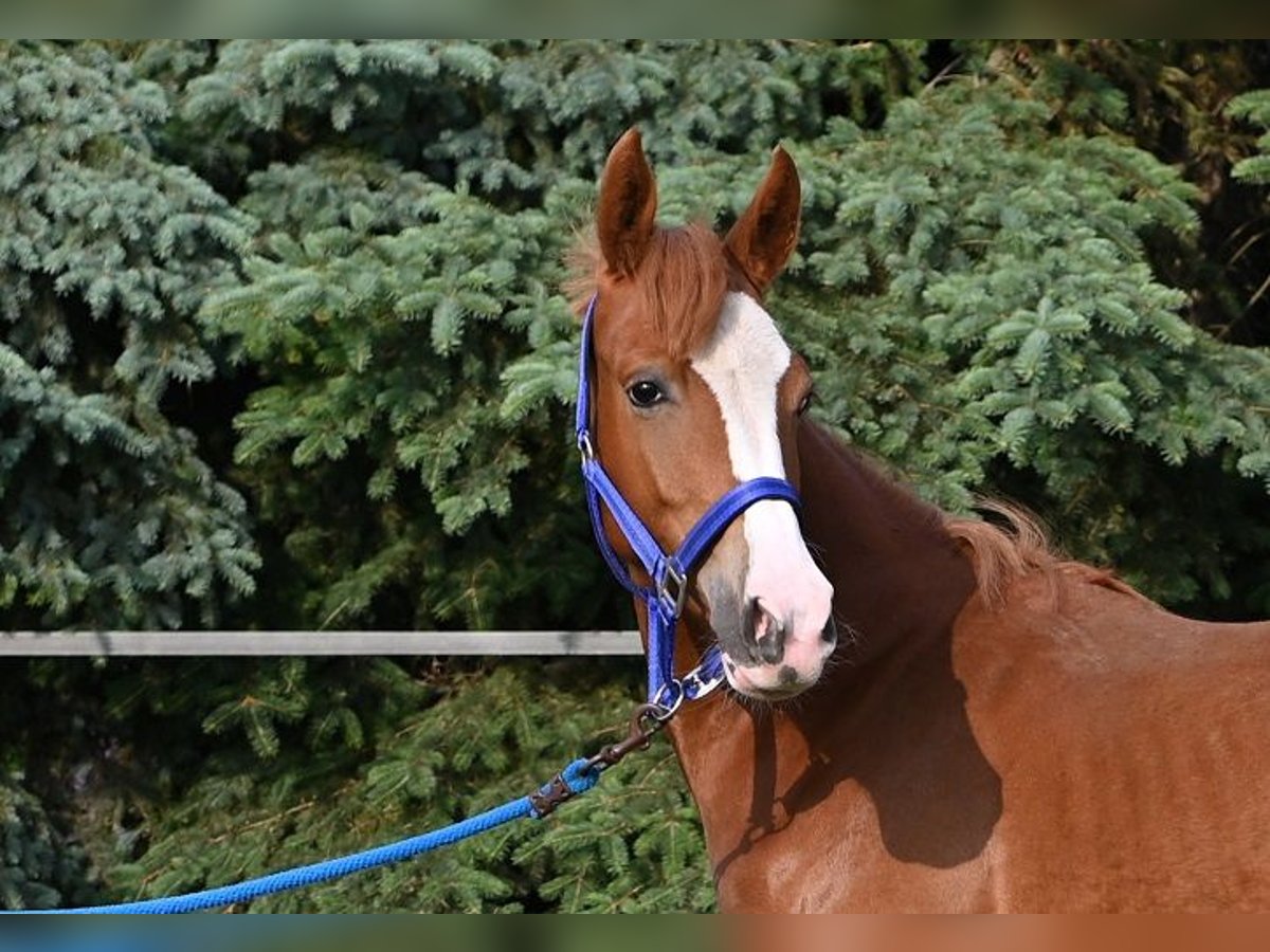Deutsches Reitpony Stute 1 Jahr Dunkelfuchs in Reichenwalde