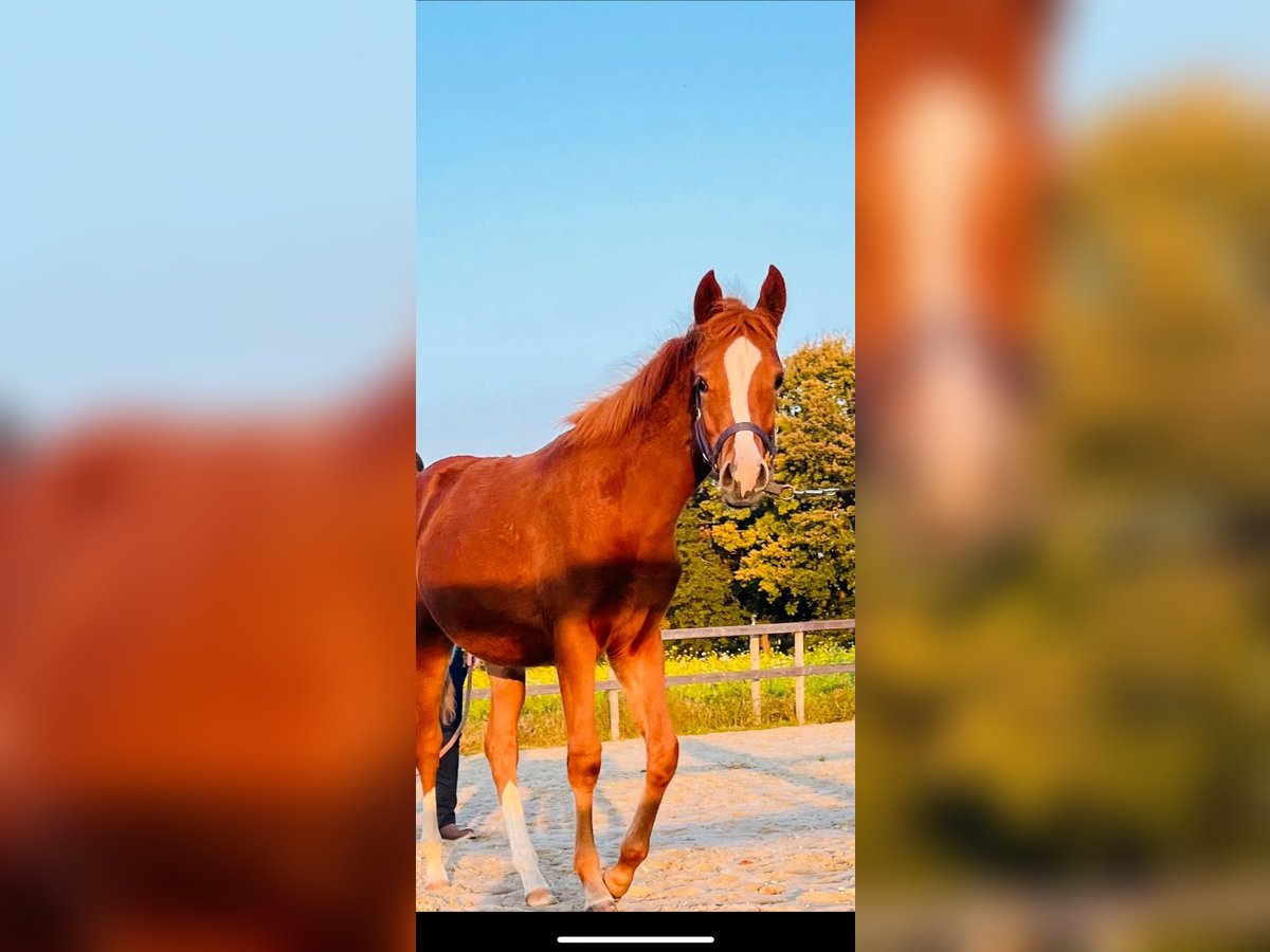 Deutsches Reitpony Stute 1 Jahr Fuchs in Bösel