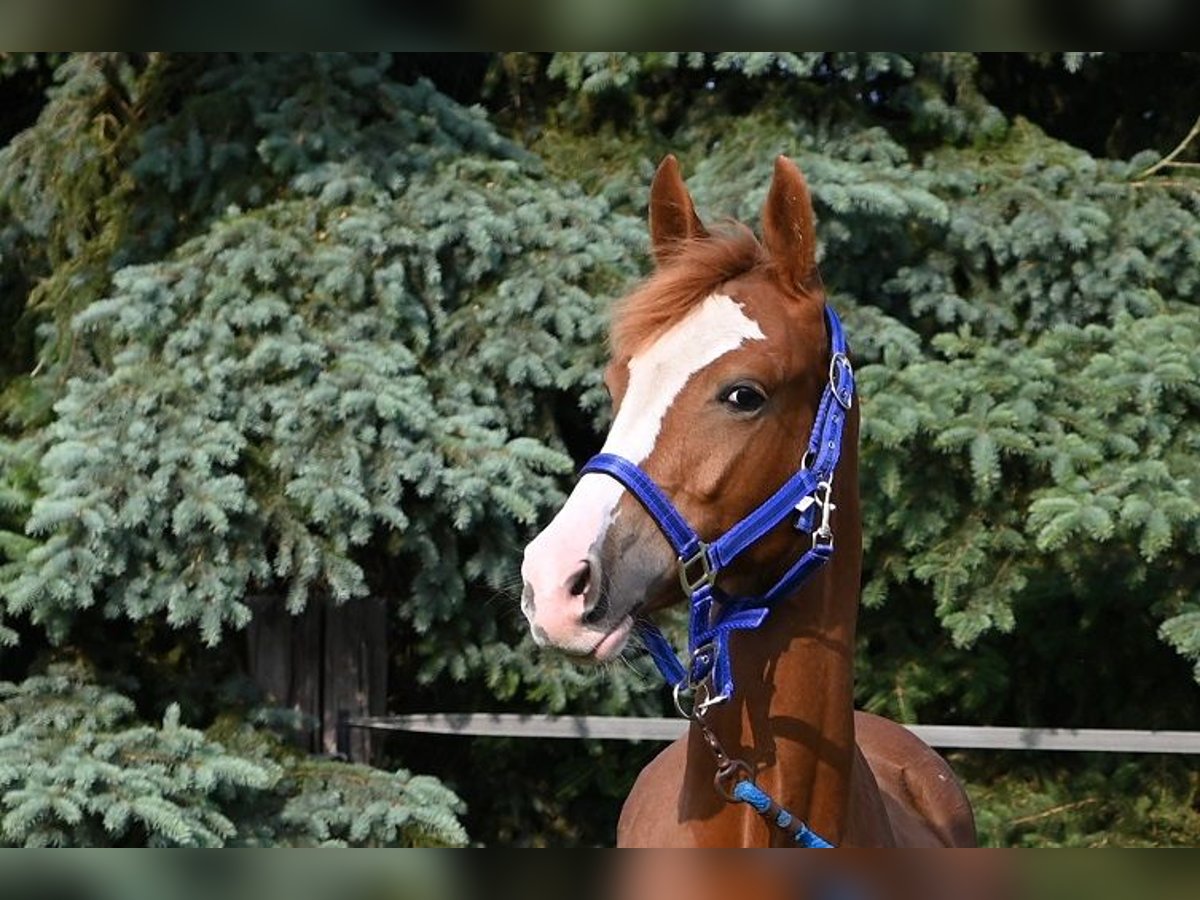 Deutsches Reitpony Stute 1 Jahr Fuchs in Reichenwalde