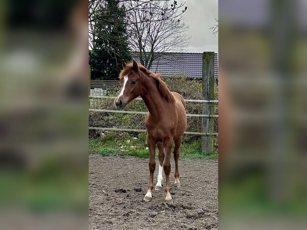 Deutsches Reitpony Stute 1 Jahr Fuchs in Rommerskirchen