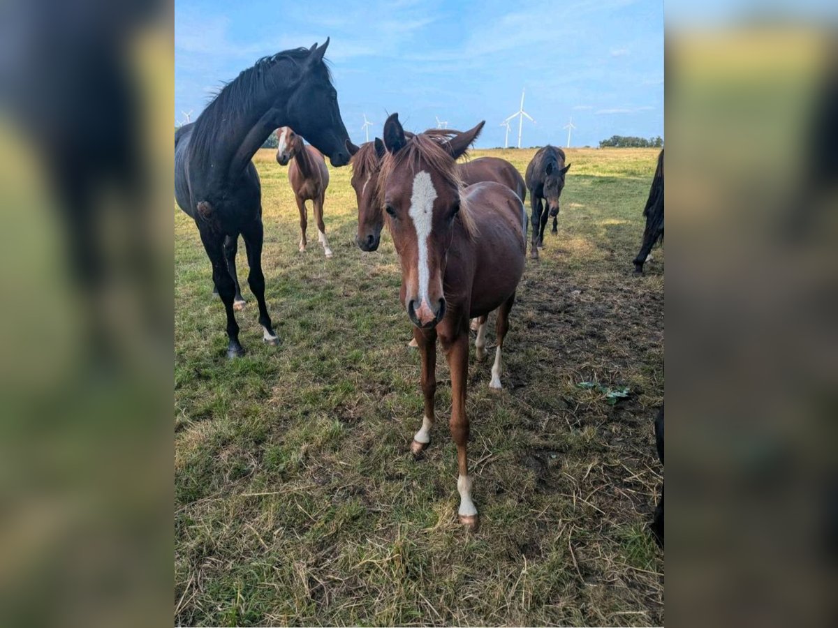 Deutsches Reitpony Stute 1 Jahr Fuchs in Libbesdorf