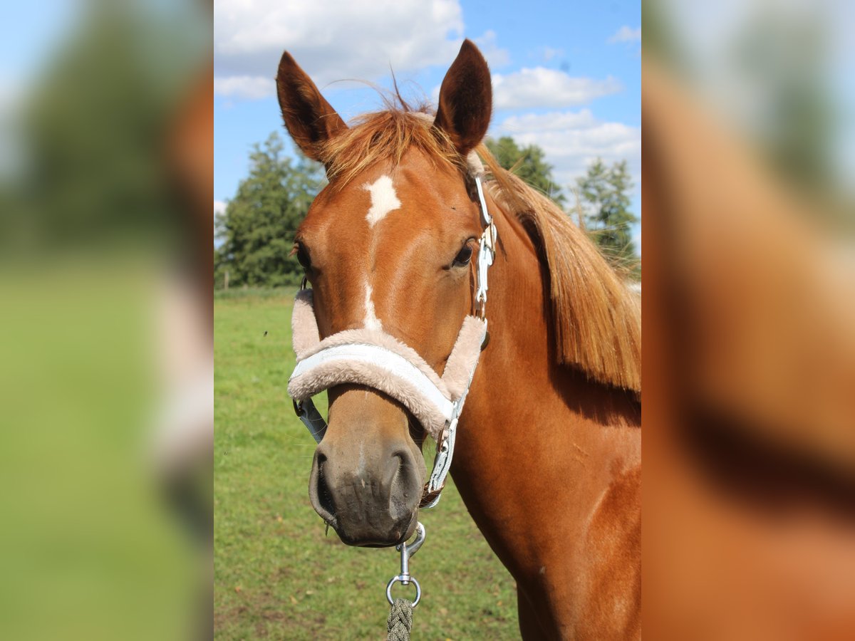 Deutsches Reitpony Stute 1 Jahr Fuchs in Bismark (Altmark)