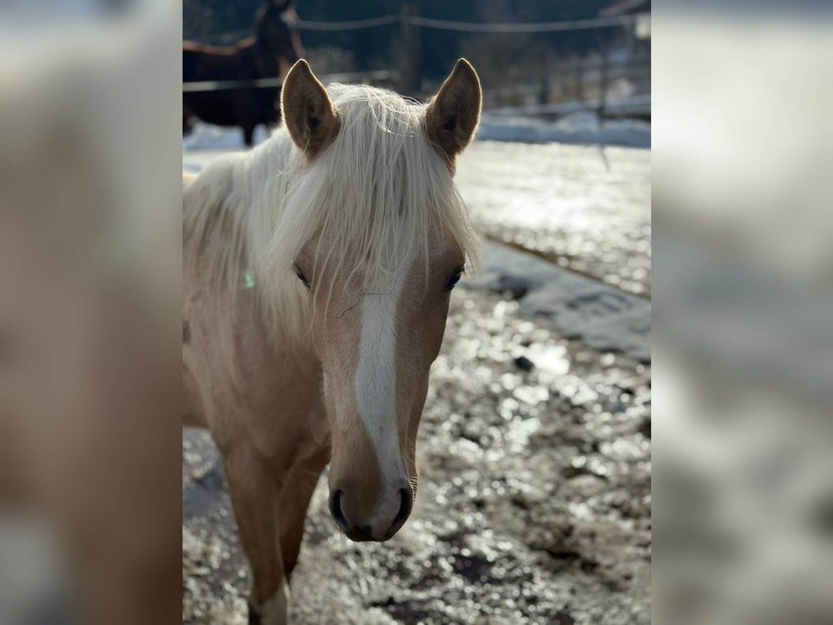 Deutsches Reitpony Stute 1 Jahr Palomino in Gaming