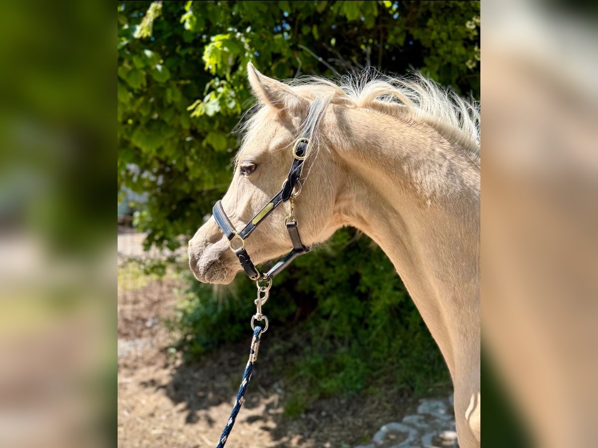Deutsches Reitpony Stute 1 Jahr Palomino in Zangberg