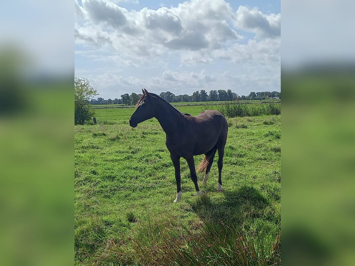 Deutsches Reitpony Stute 1 Jahr Schwarzbrauner in Hamburg