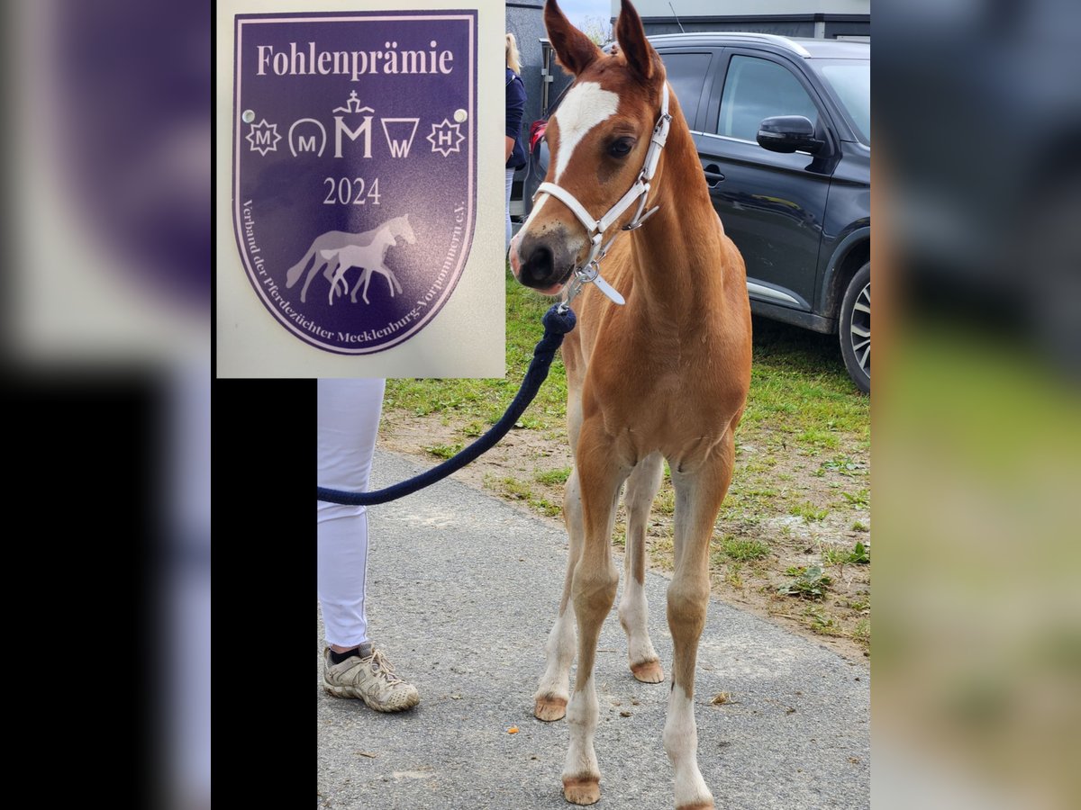 Deutsches Reitpony Stute 1 Jahr in Lubmin