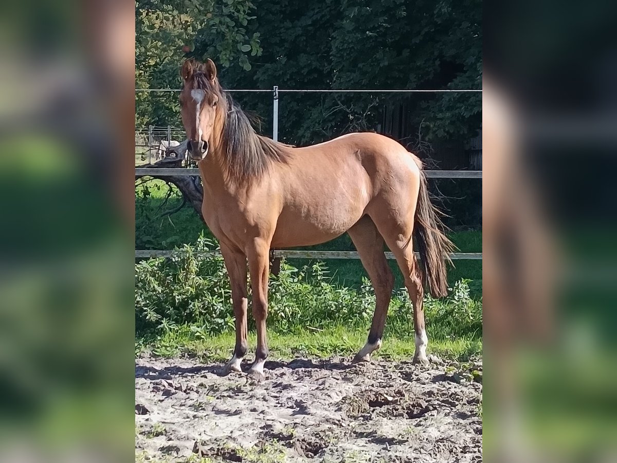 Deutsches Reitpony Stute 1 Jahr in Steinfurt