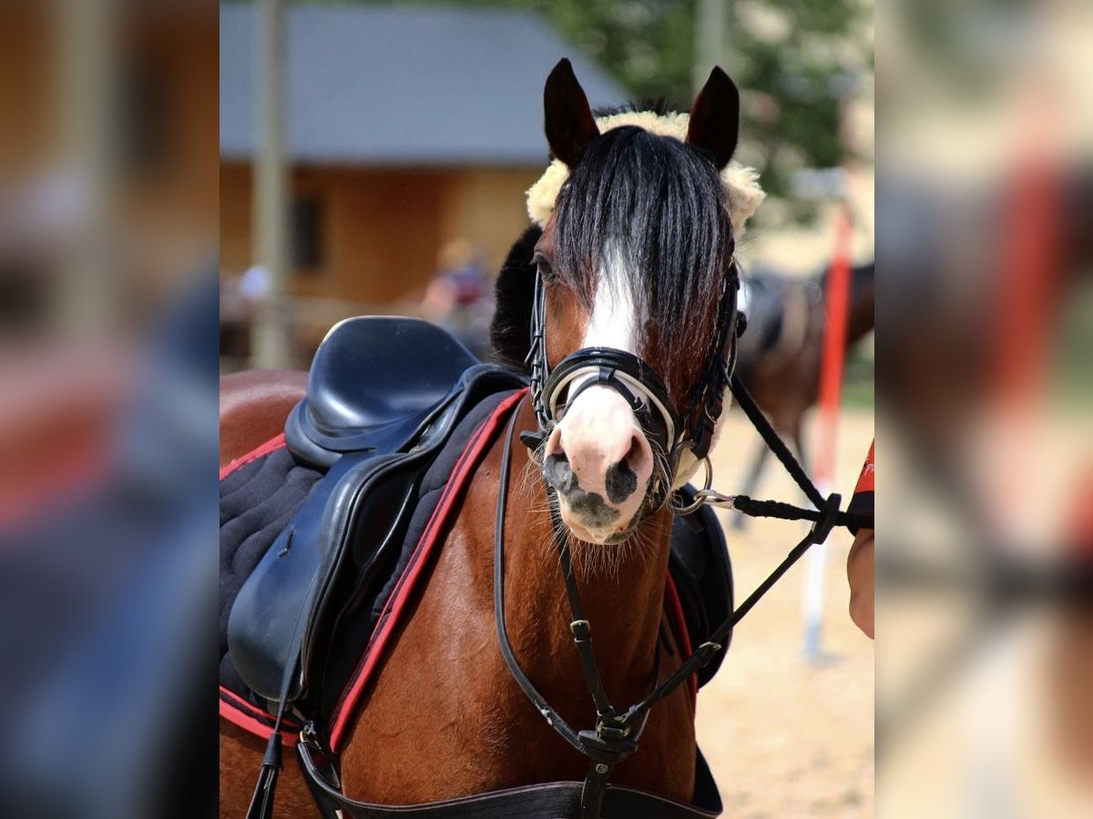 Deutsches Reitpony Stute 20 Jahre 136 cm Brauner in Rotenburg (W&#xFC;mme)
