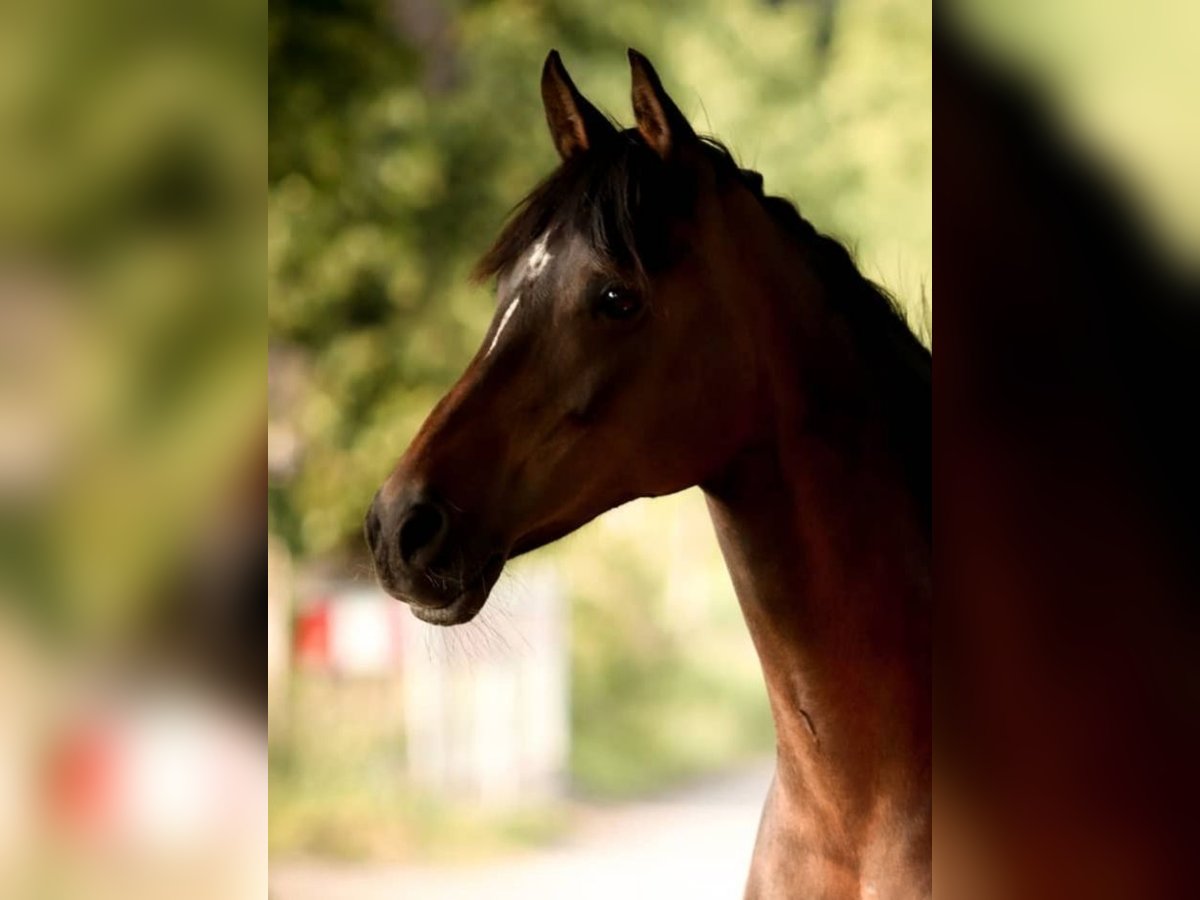 Deutsches Reitpony Mix Stute 20 Jahre 142 cm Brauner in Schwanewede