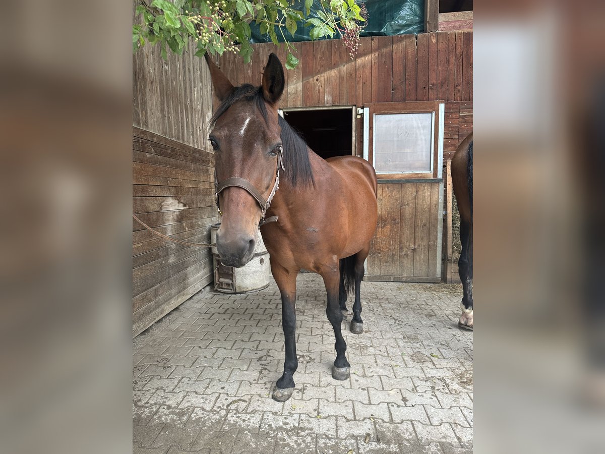 Deutsches Reitpony Mix Stute 20 Jahre 145 cm Brauner in Greifenberg