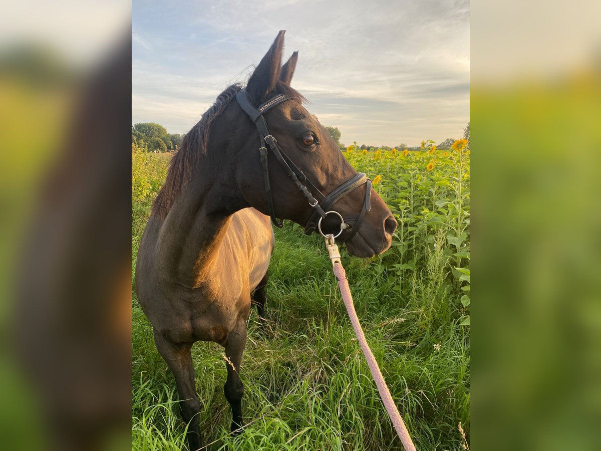 Deutsches Reitpony Stute 20 Jahre 147 cm Brauner in Laatzen